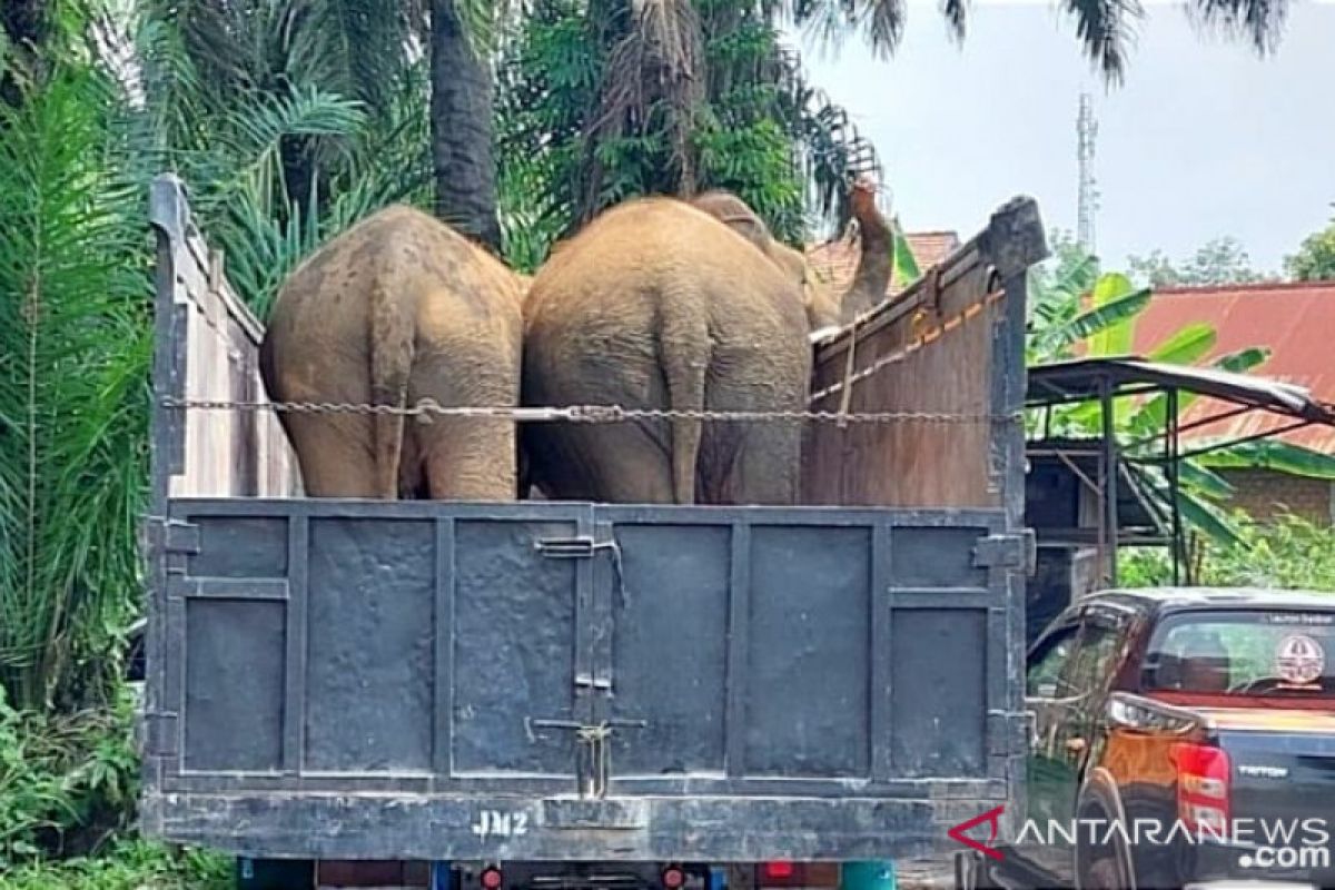 BKSDA Sumsel kirim tiga gajah betina ke Jambi