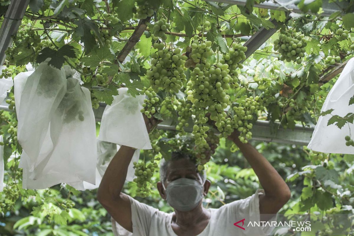 Jakarta sepekan, dari kebun anggur di gang hingga tilang emisi