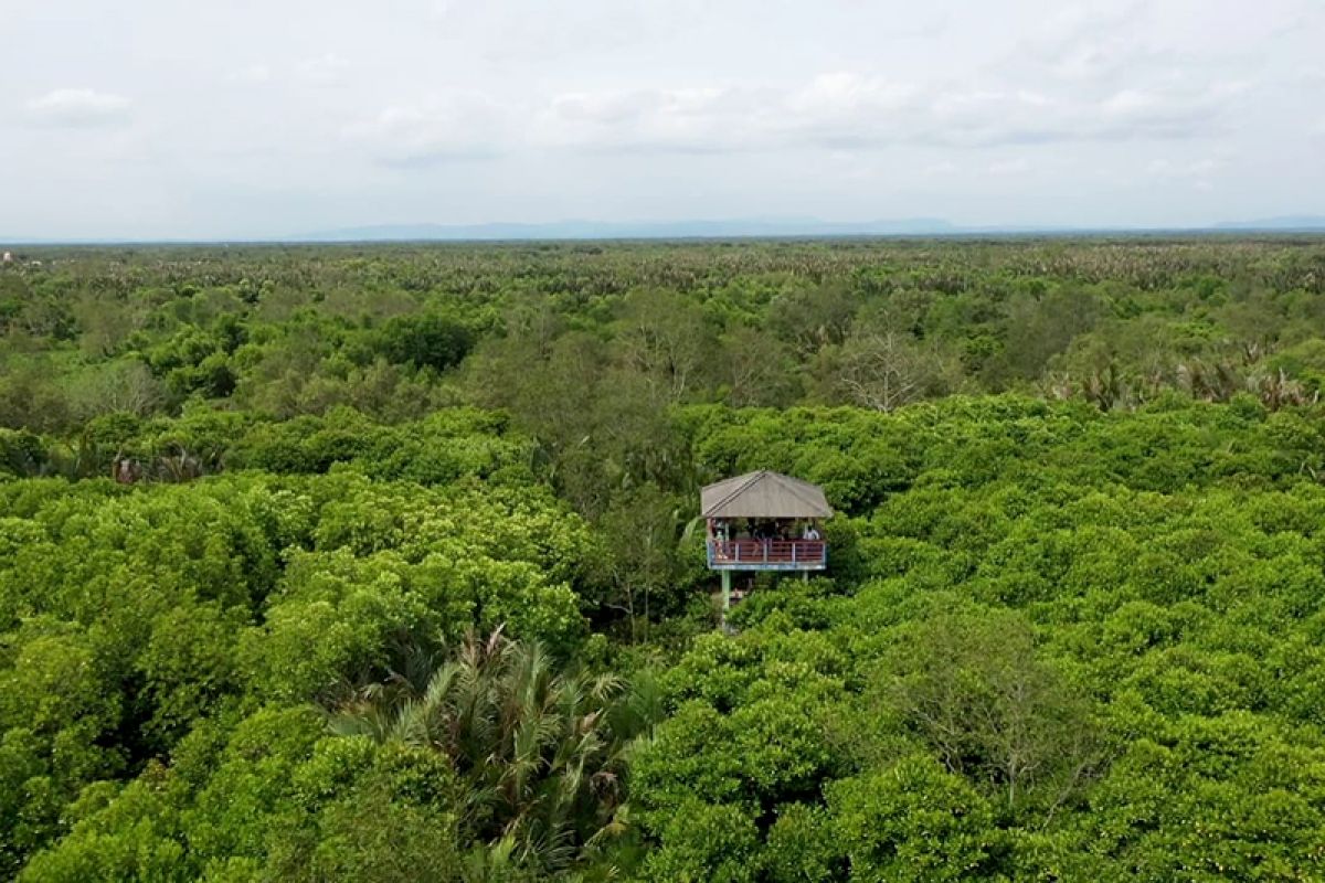 Kondisi mangrove di Cilacap semakin baik