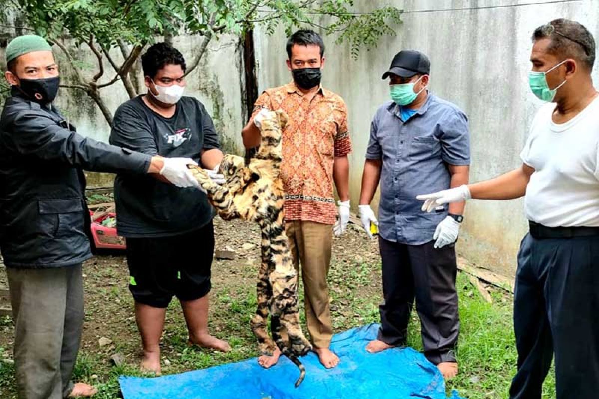 Tim gabungan tangkap penjual kulit harimau di Bener Meriah, Aceh