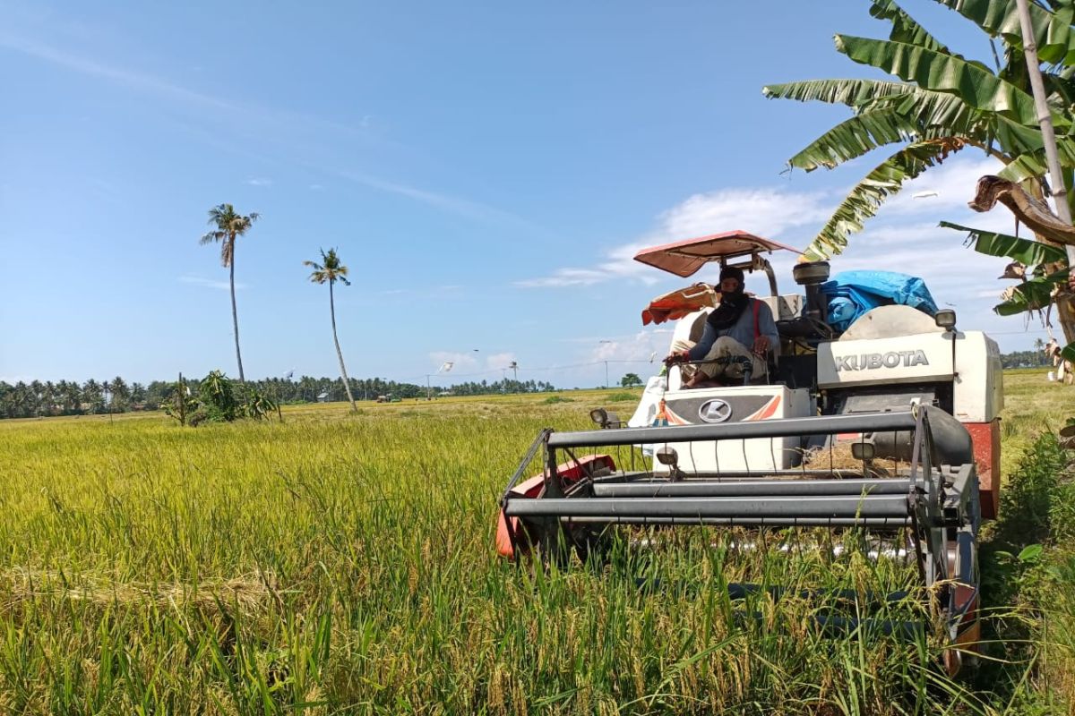 Petani di Kolaka memulai panen padi