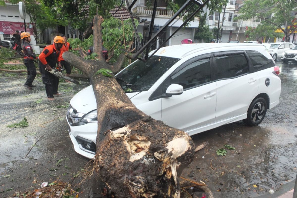 Bencana angin kencang melanda wilayah Jember, pohon tumbang timpa mobil