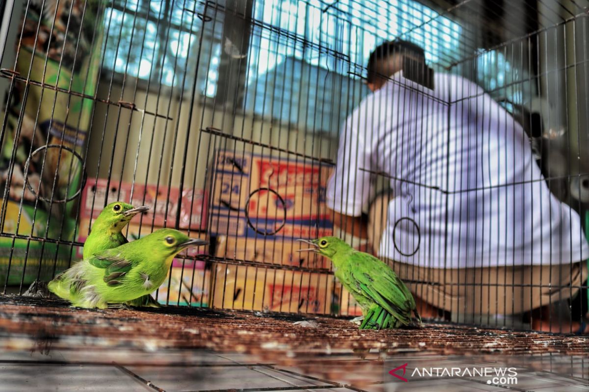 BB KSDA Riau amankan burung yang dibawa sopir travel dari Sumbar