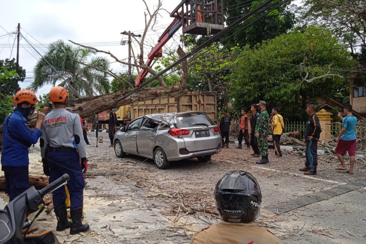 Minibus di Pekanbaru ringsek tertimpa pohon