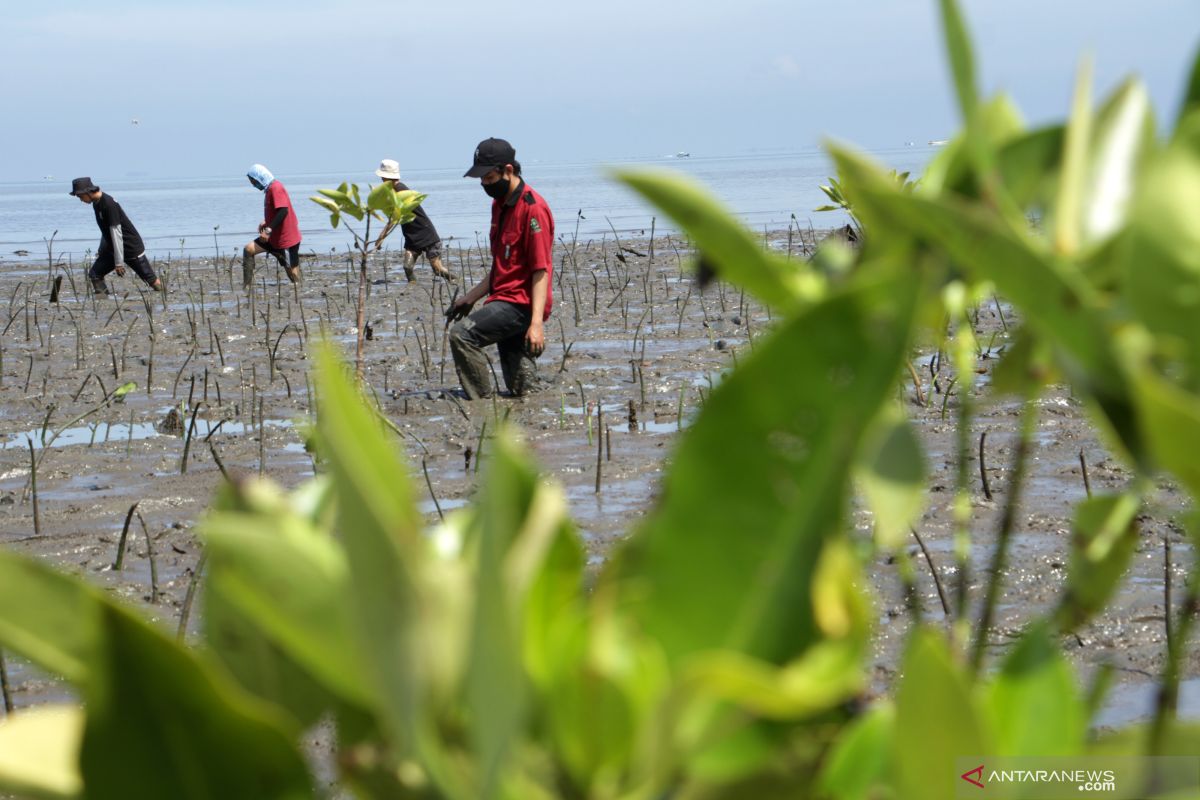 KNTI dorong  percepatan pemulihan ekosistem mangrove