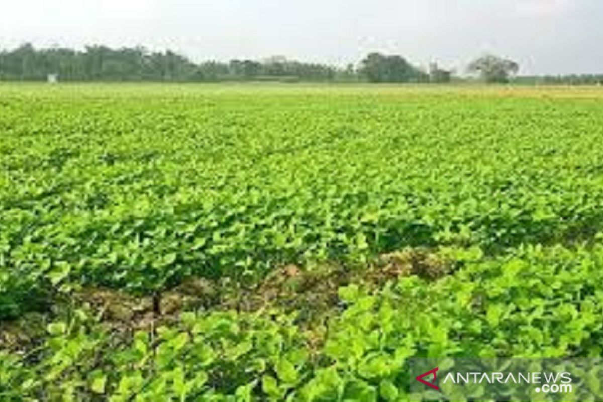 Petani di Baubau tanam kedelai manfaatkan lahan usai panen padi