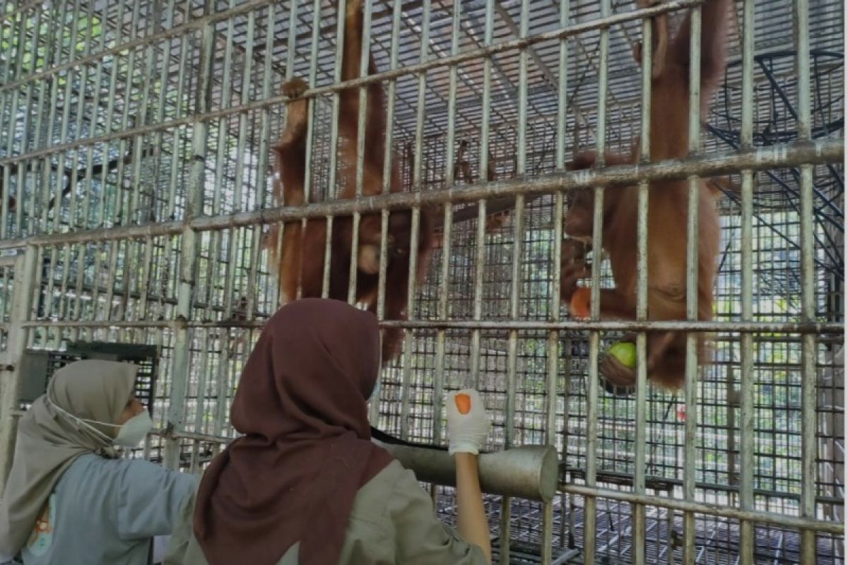 BBKSDA Sumut kirim lima orangutan ke Jambi