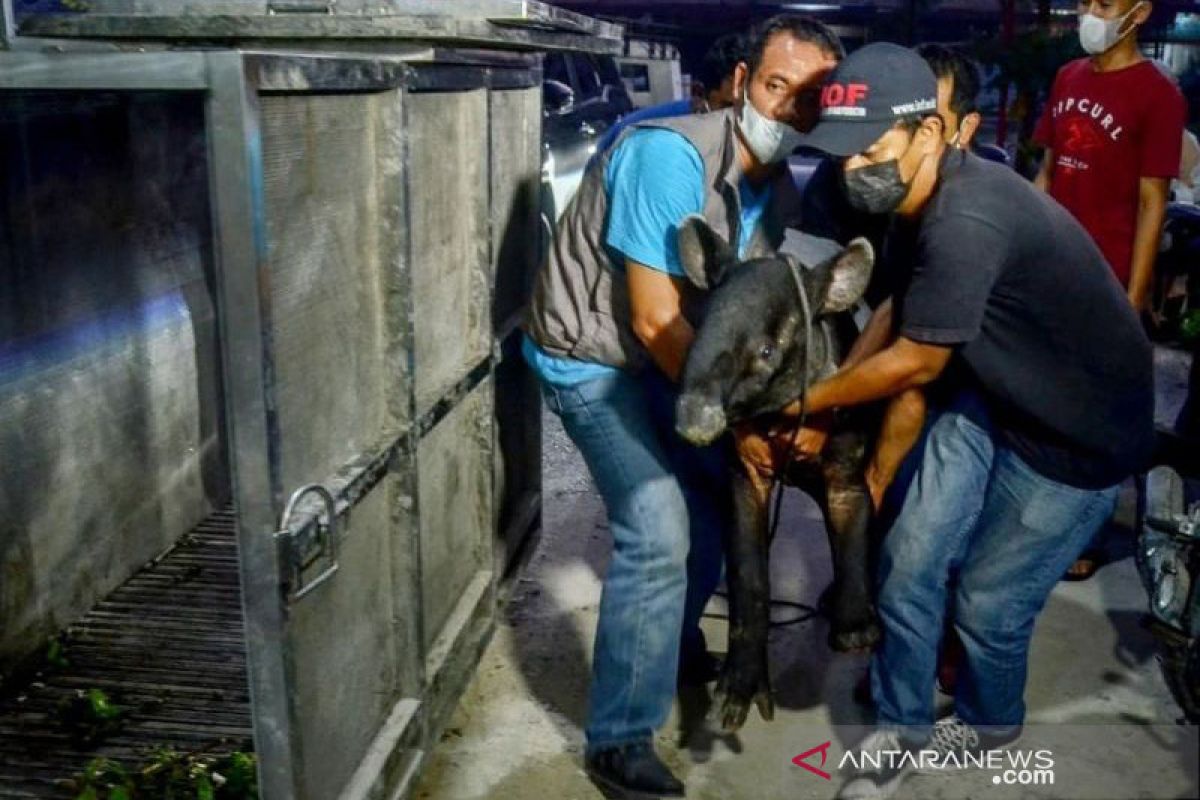 BKSDA evakuasi tapir betina  terjerat di Minas Kabupaten Siak