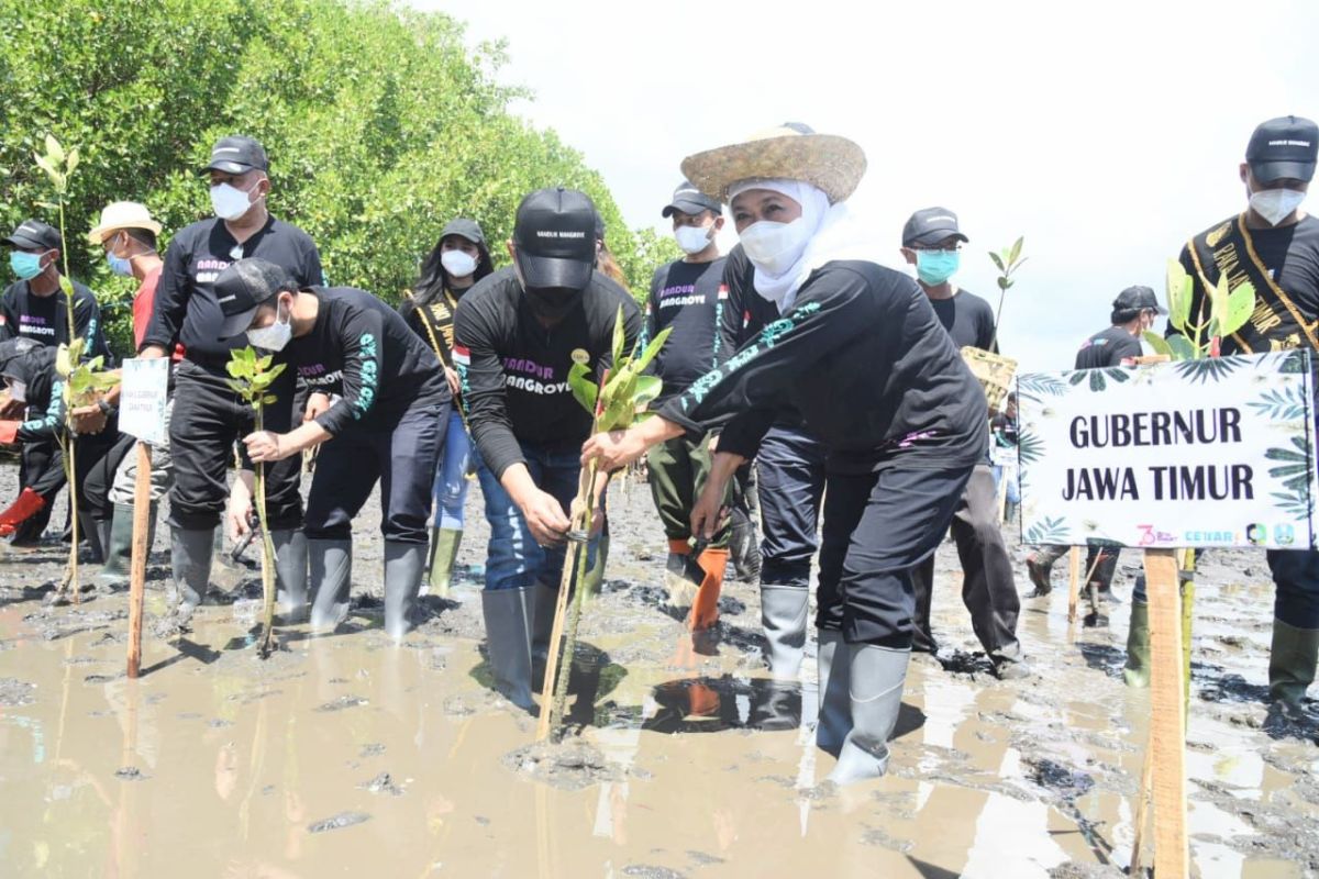 Khofifah: Penanaman mangrove sebagai upaya mitigasi sekaligus wisata edukasi