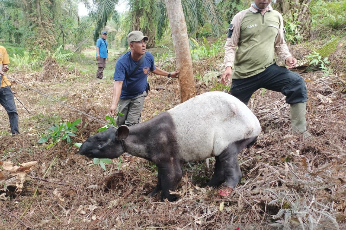 Tapir terjerat di kebun sawit Minas, satu telapak kakinya putus