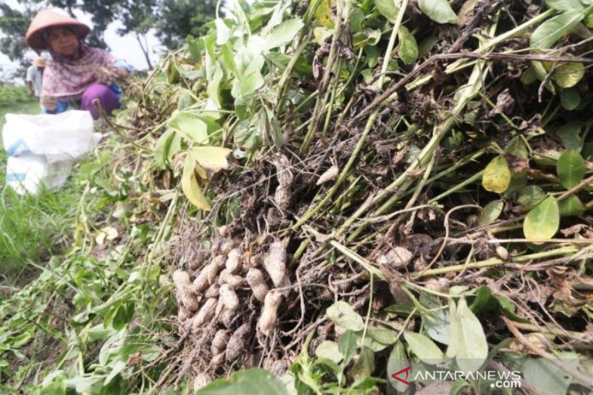 Palawija Kacang Tanah Menguntungkan