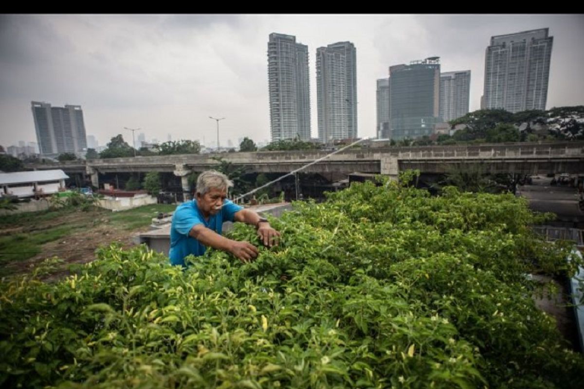 Polbangtan Medan ajak masyarakat berkebun di halaman rumah