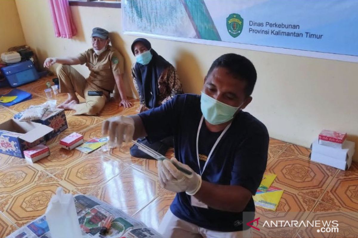 Disbun Kaltim latih petani  perbanyak agens pengendali hayati