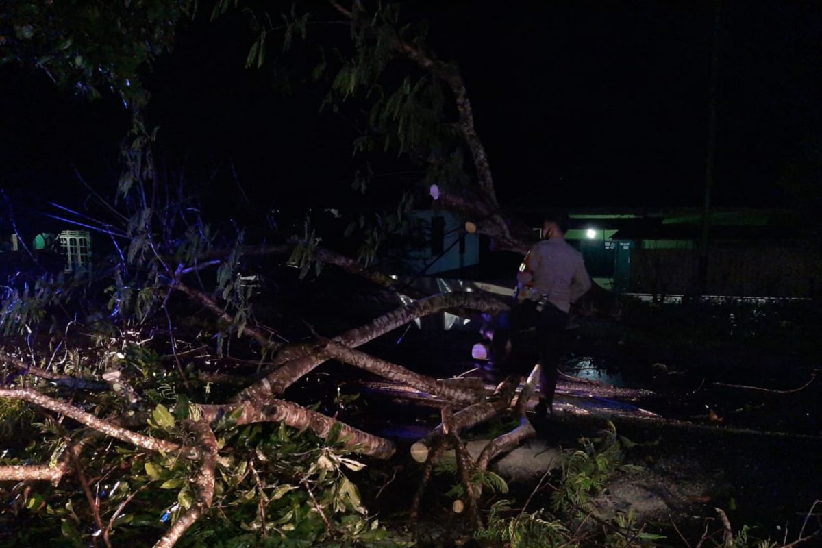 Waspada hujan dan angin kencang, pohon tumbang di Jalan Raya Mujur Lombok Tengah