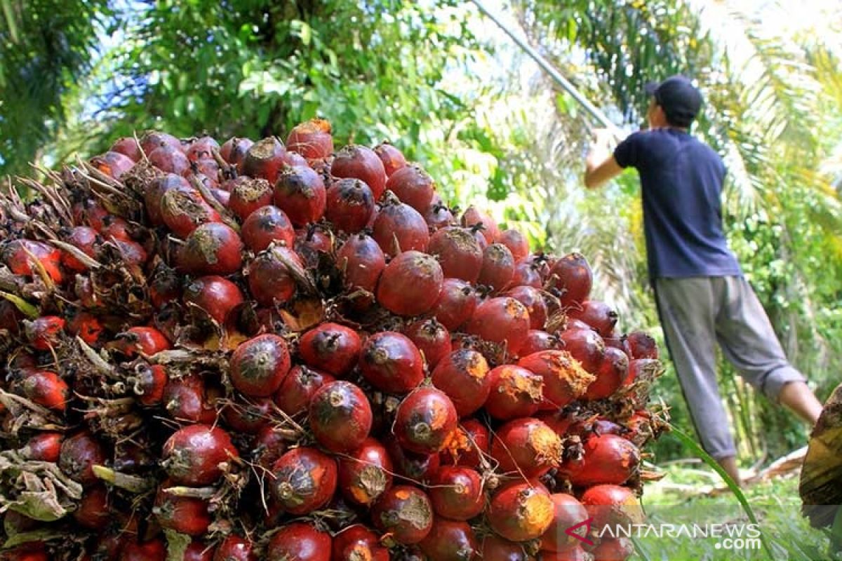 Harga CPO Jambi naik Rp389 per kilogram menjadi Rp13.582