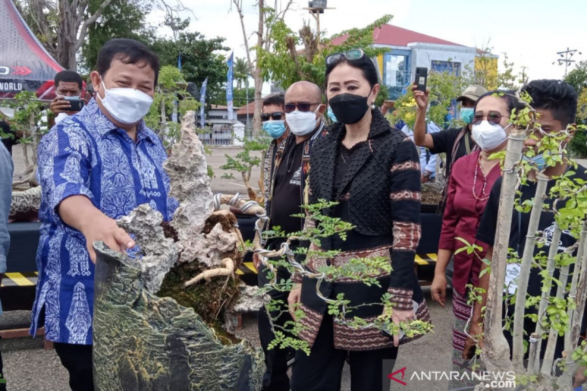 Komunitas  tanaman bonsai gelar kontes