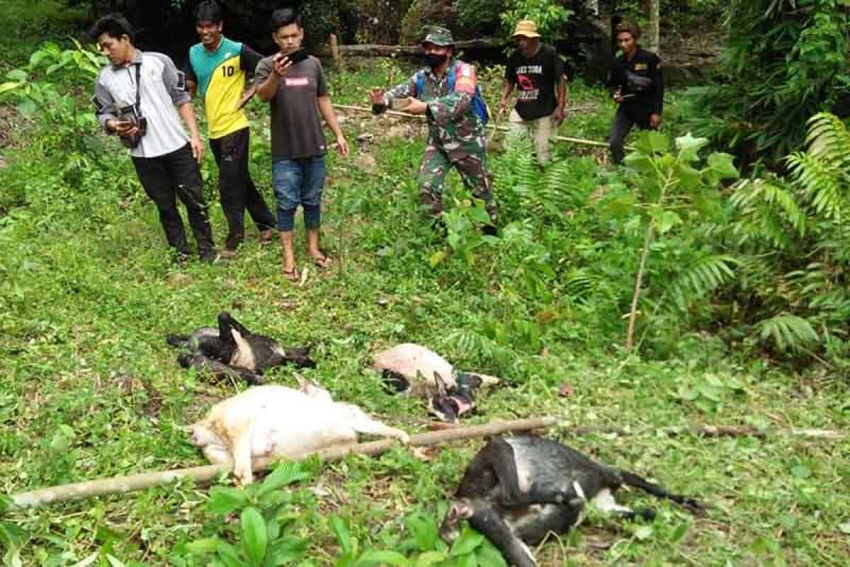 Seekor harimau sumatra mangsa ternak warga