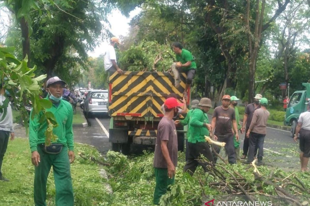 DLHK Denpasar lakukan perompesan pohon jelang musim hujan