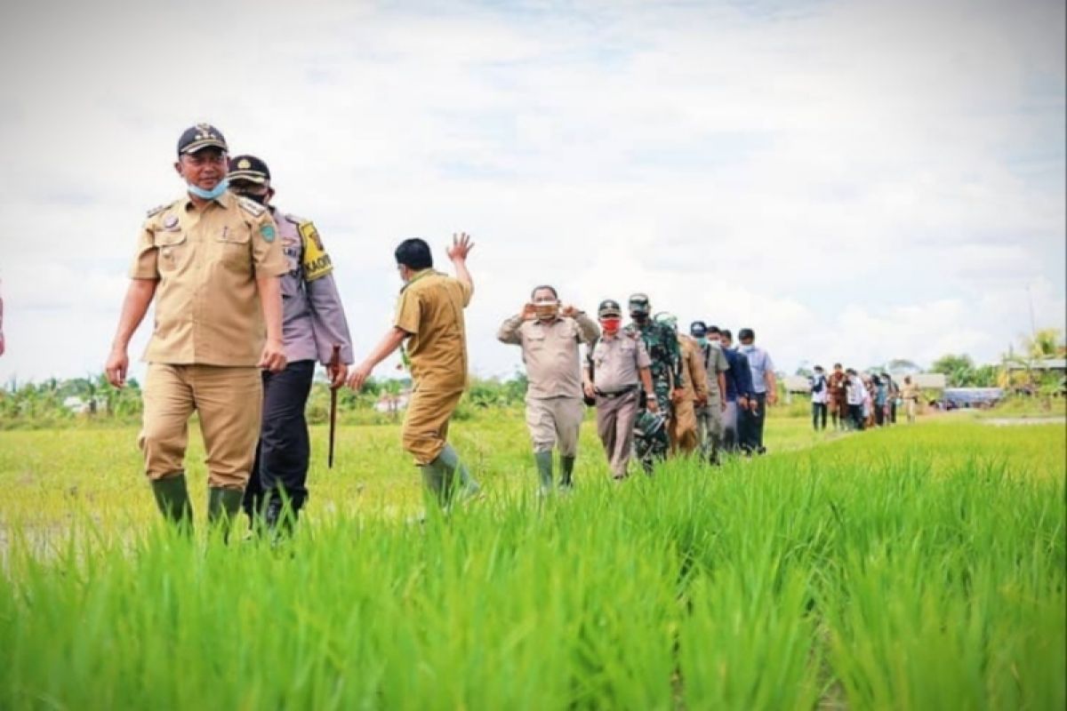 DKPP Sukamara lakukan ini untuk tingkatkan produksi pertanian