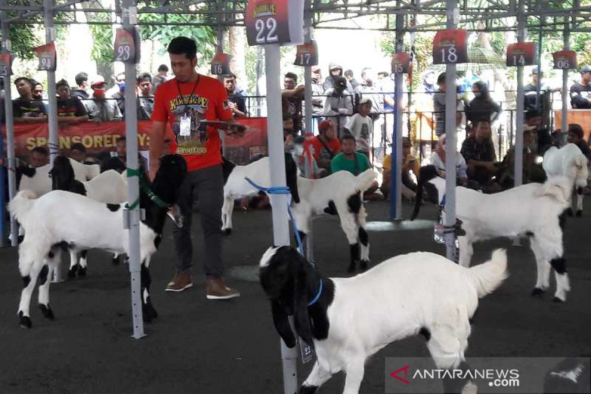 Untuk memotivasi peternak,Temanggung gelar kontes kambing PE
