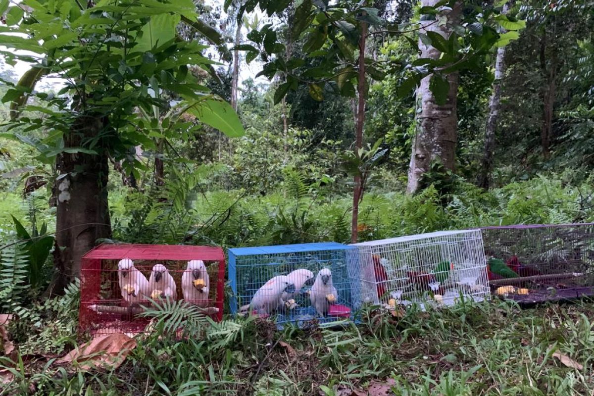 BKSDA Maluku lepasliarkan belasan satwa liar endemik, ada burung hingga ular sanca kembang