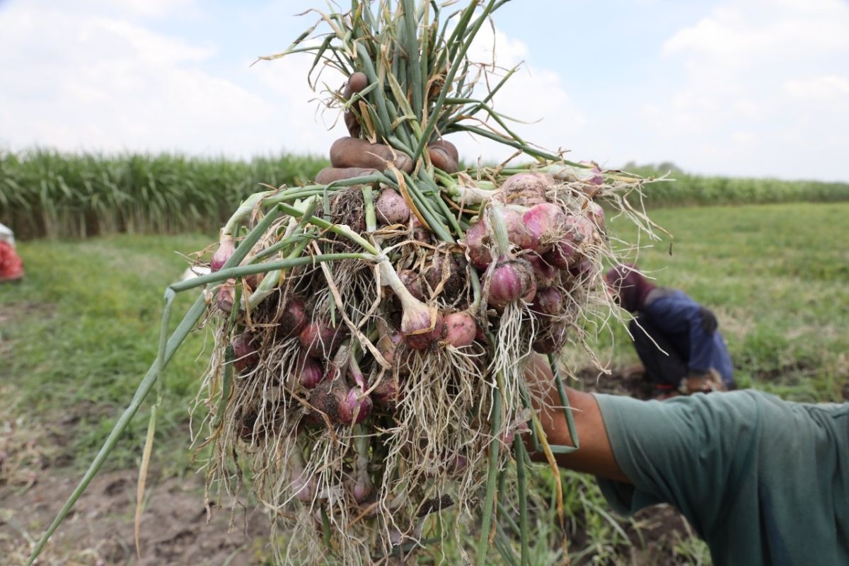 Petani Blabak Kota Kediri panen bawang merah organik