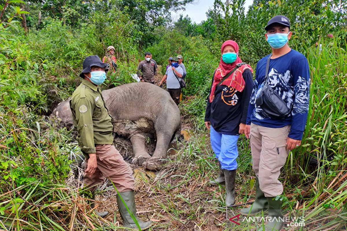 KLHK temukan gajah sumatera yang mati akibat malnutrisi
