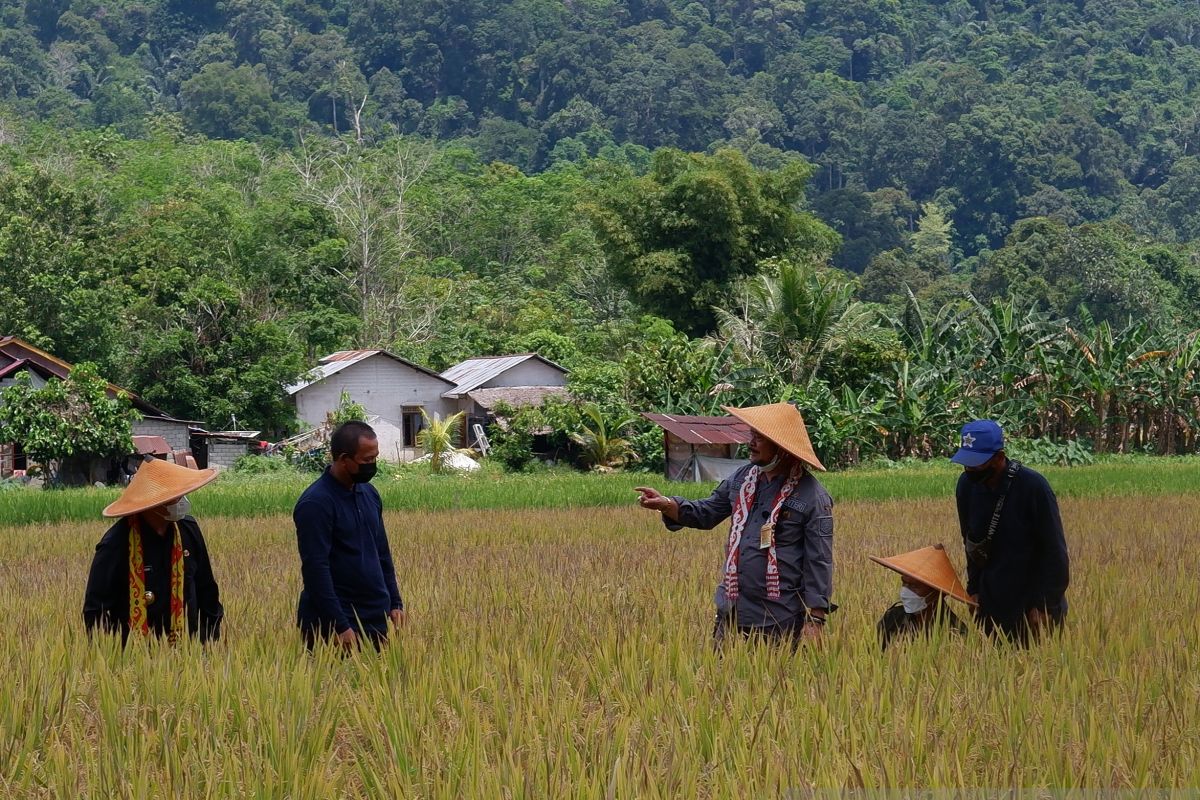 BPS: Produksi padi di Kalbar hingga September turun 10,56 persen