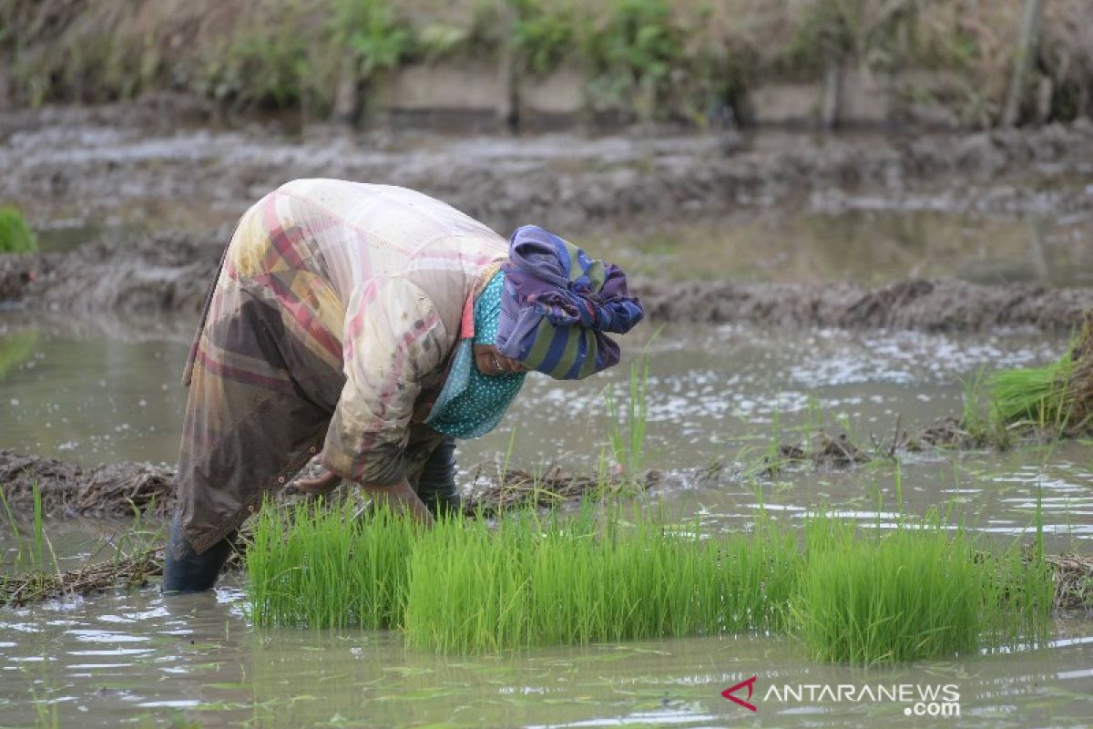 Petani Tapsel keluhkan kelangkaan pupuk subsidi