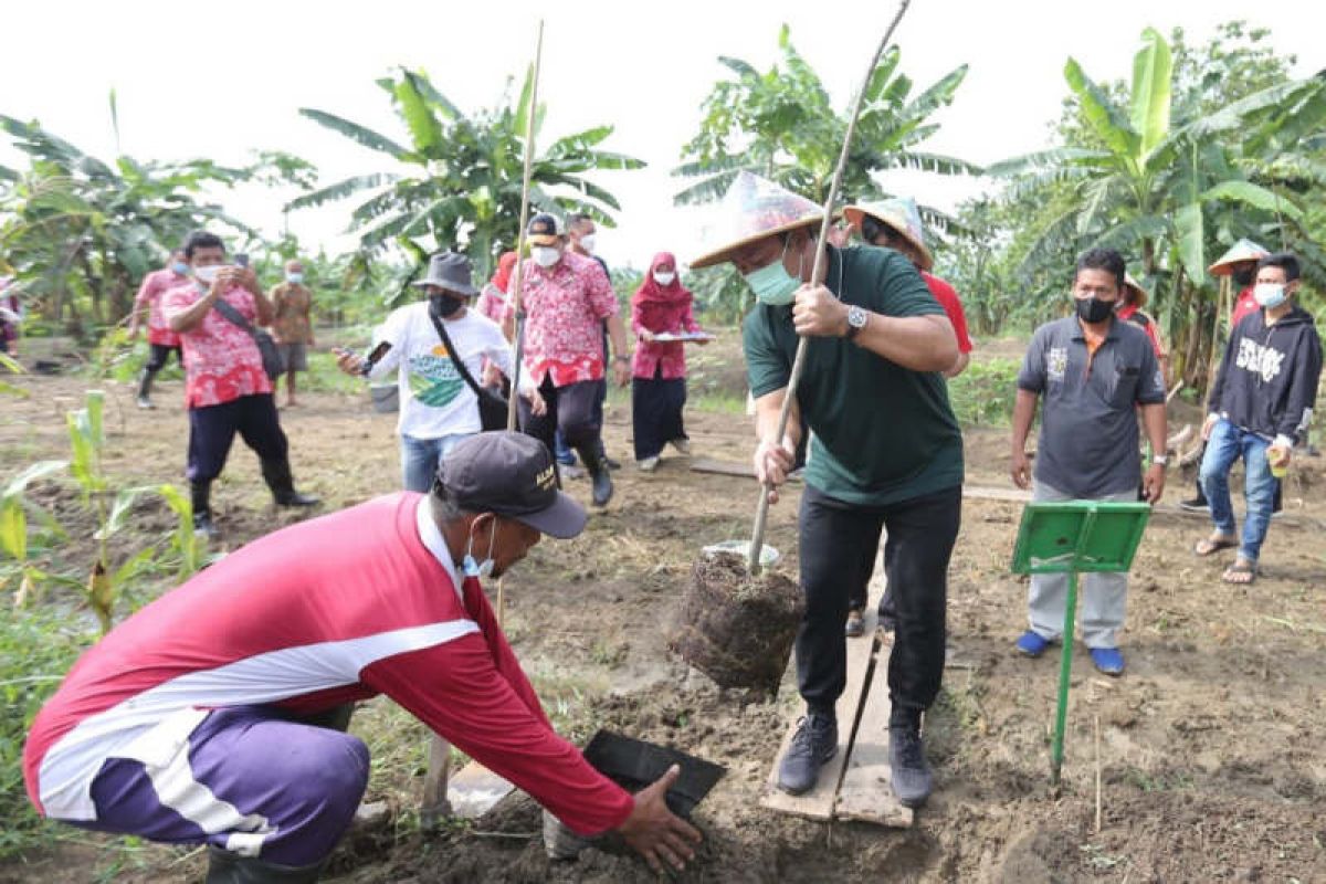 Pemkot Semarang tanam 6.100 pohon sukun bahan pangan