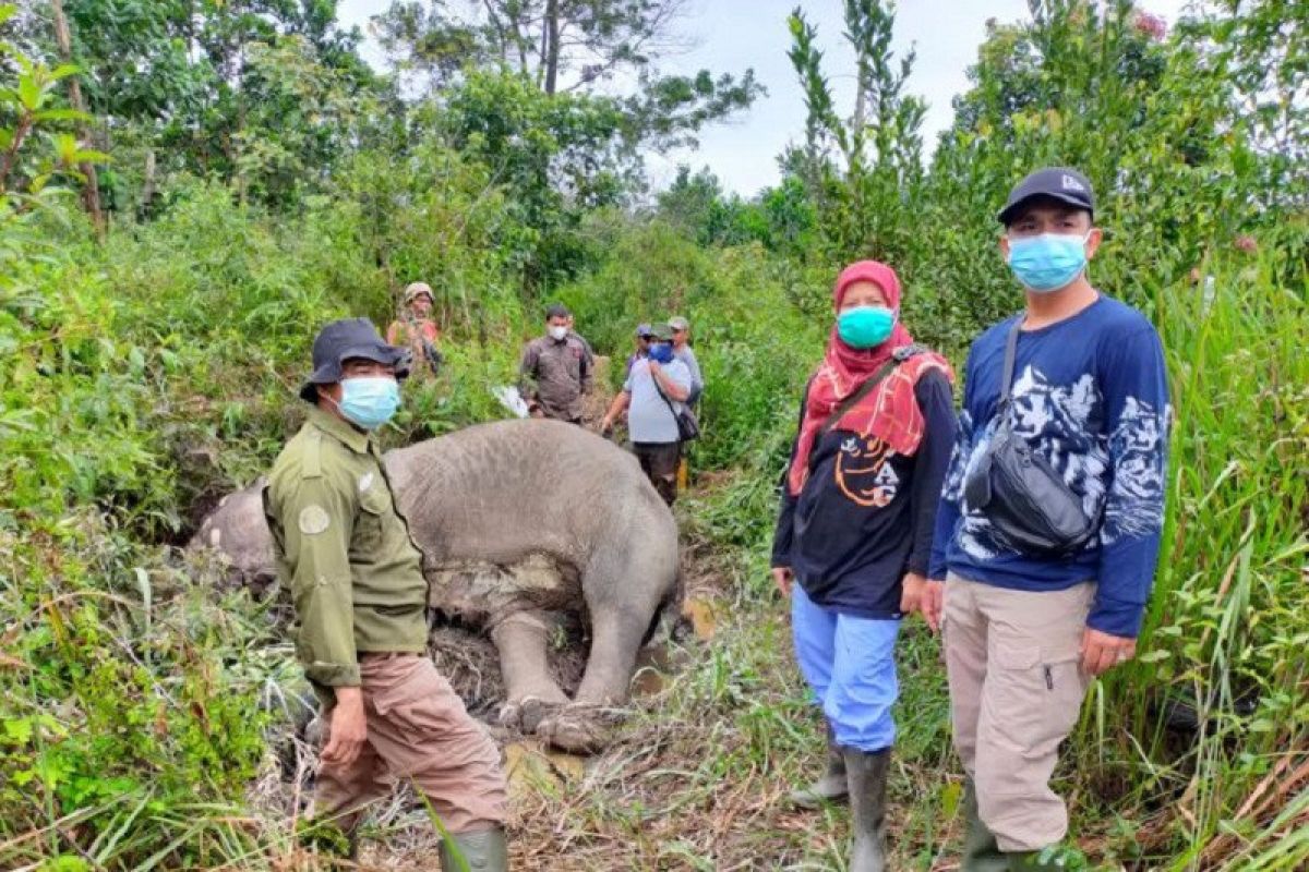 Seekor gajah Sumatera ditemukan mati di Pelalawan, Riau