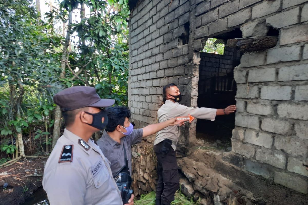 Jebol tembok, tiga ekor sapi di Lombok Tengah raib diembat maling