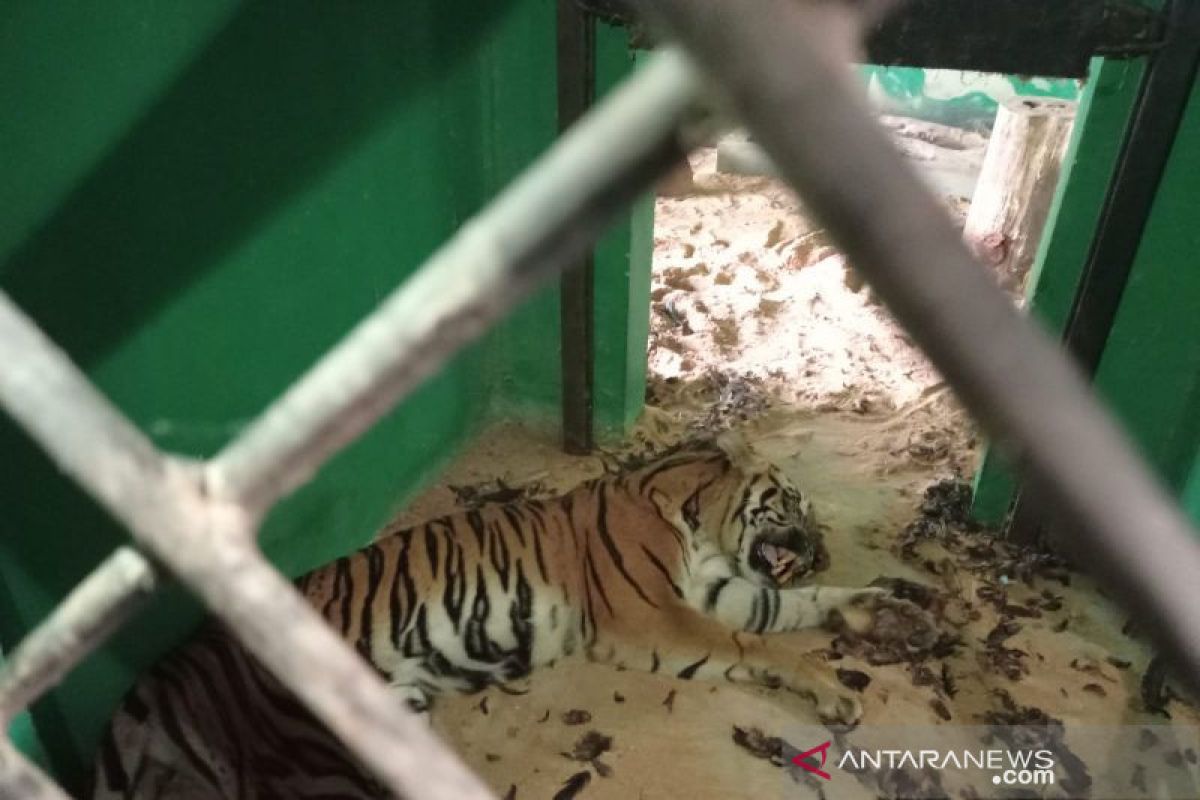 Harimau sumatra di Tempat Penyelamatan Satwa BKSDA Jambi mati