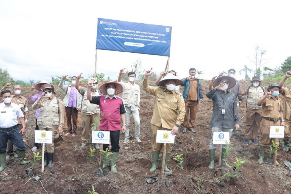 Bank Indonesia lakukan pendampingan bagi petani kopi di Dairi