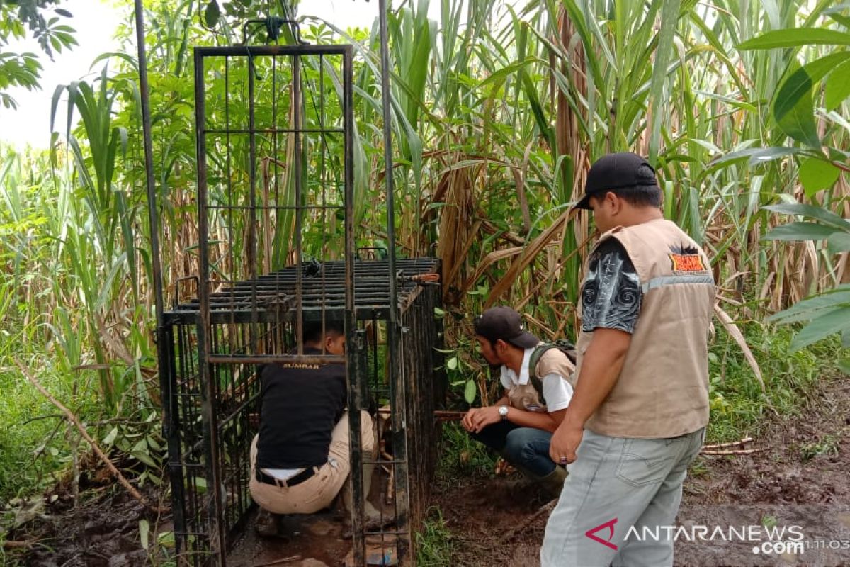 Selain di Sungai Tuleh, beruang madu juga dilaporkan muncul di Kampuang Baringin Agam