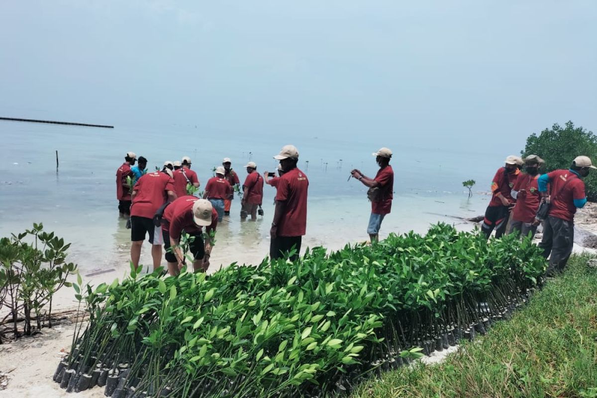 Masyarakat diimbau tambah penanaman bibit mangrove di Kepulauan Seribu