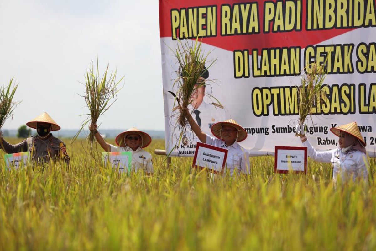 Harga gabah di Lampung mulai naik