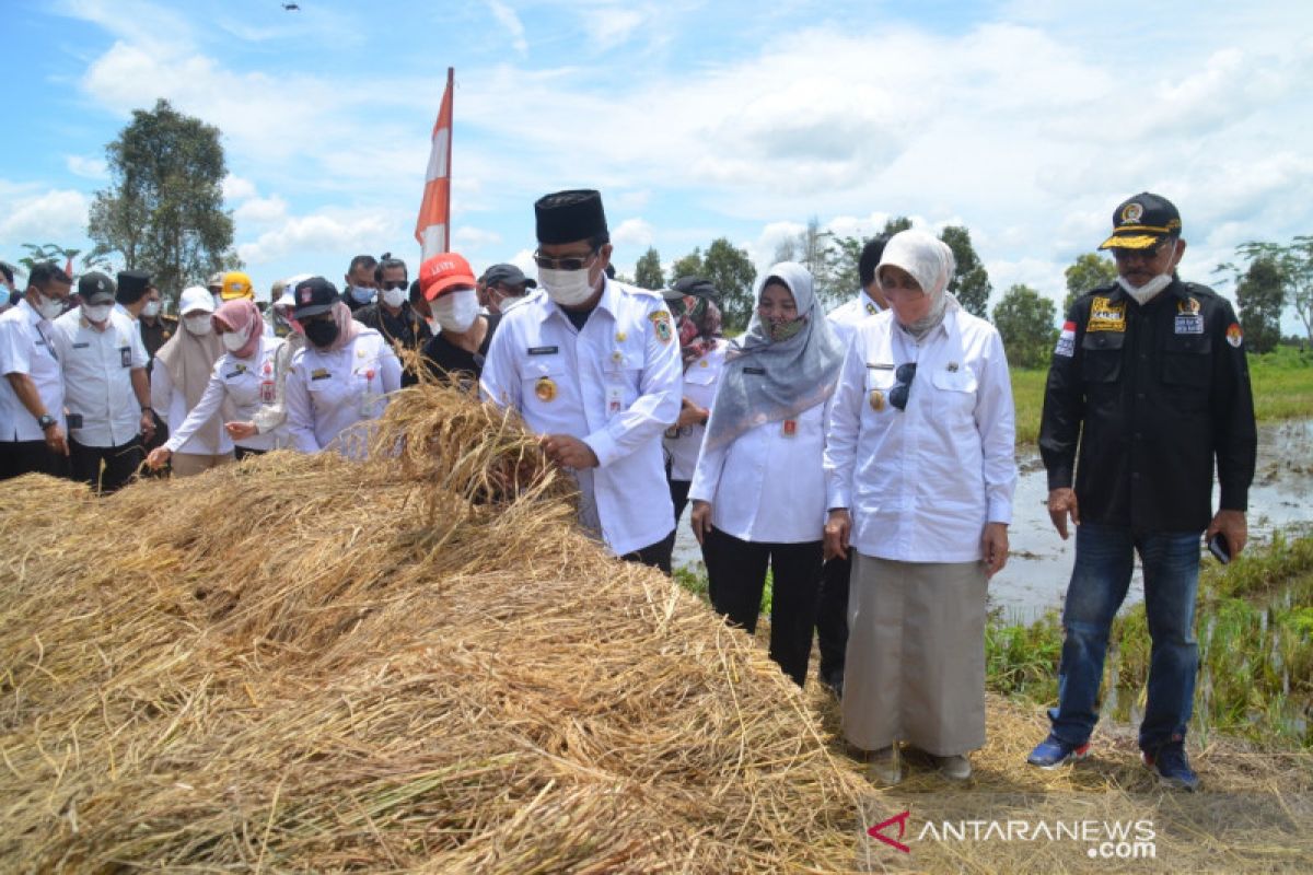 Gubernur panen dan tanam padi di Desa Sampurna