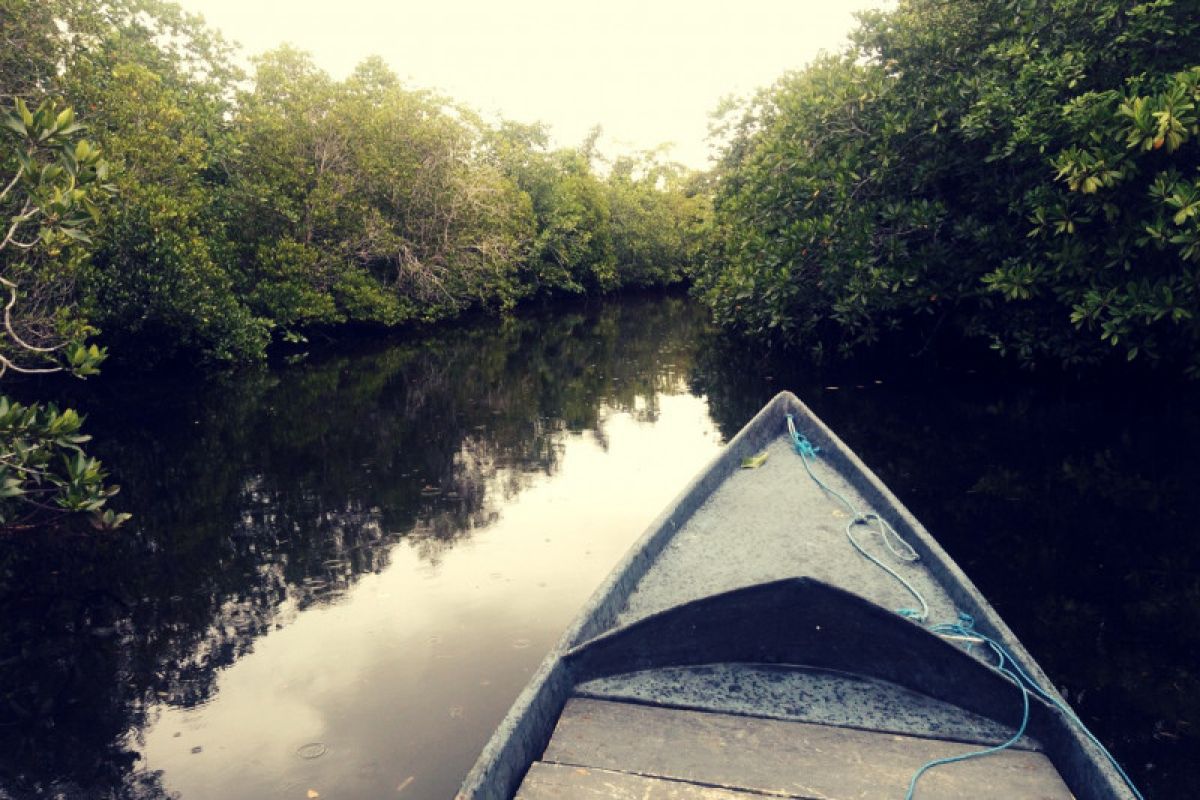 BRIN :  mangrove potensial sebagai ekowisata di Kabupaten Seram Bagian Timur, begini penjelasannya