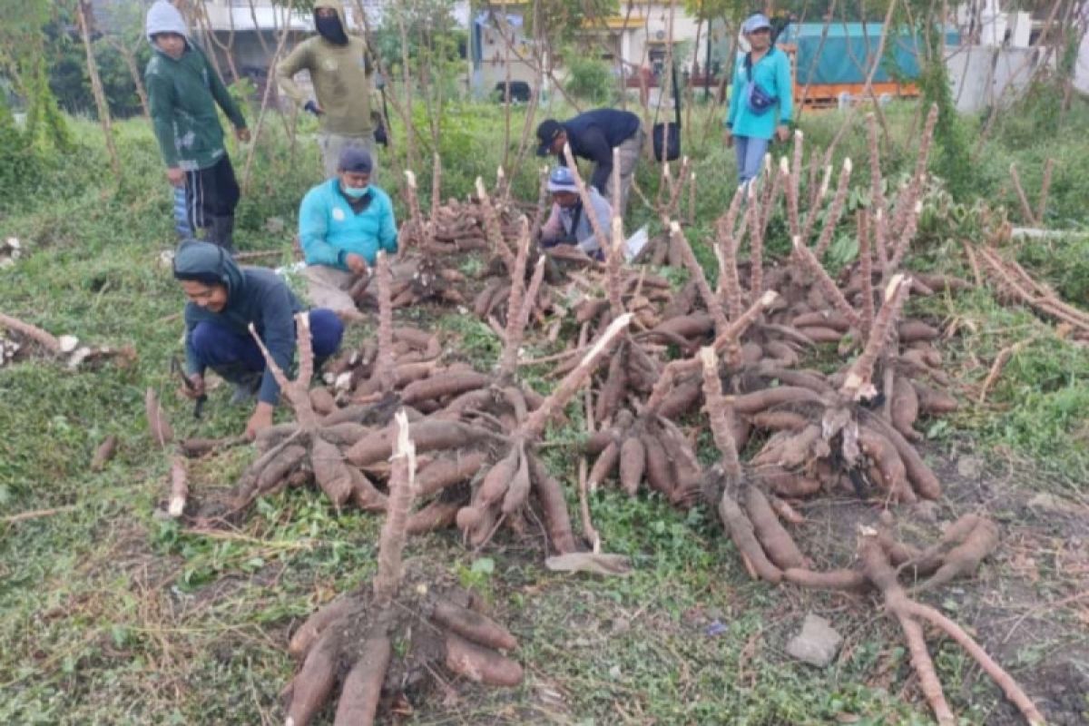 DKPP Surabaya manfaatkan bekas tanah kas desa untuk budi daya tanaman pangan