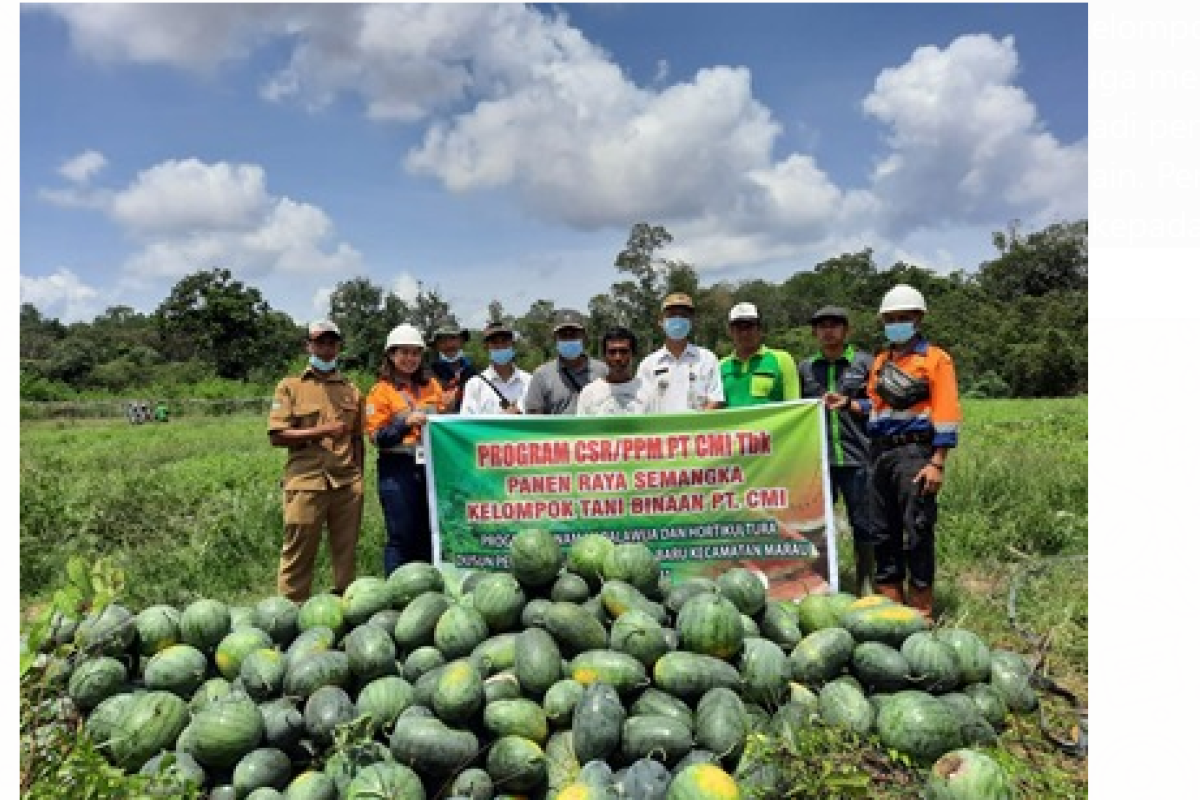 Petani binaan CMI panen semangka hingga 5 ton di Marau