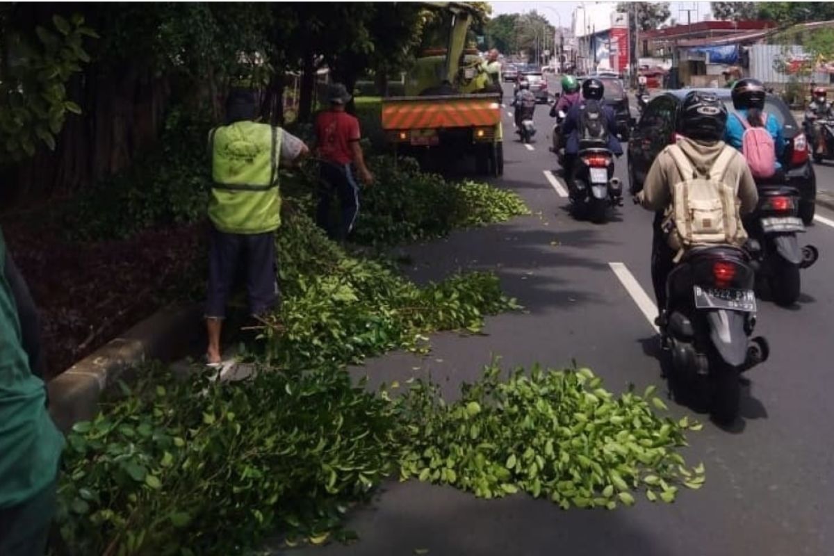 Jakarta Timur pangkas 32.980 pohon rawan tumbang