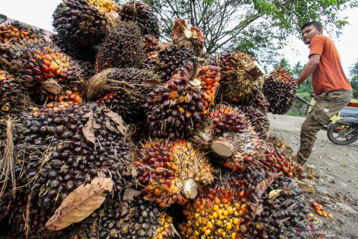 Gapki prediksi harga CPO bertahan tinggi hingga Maret 2022