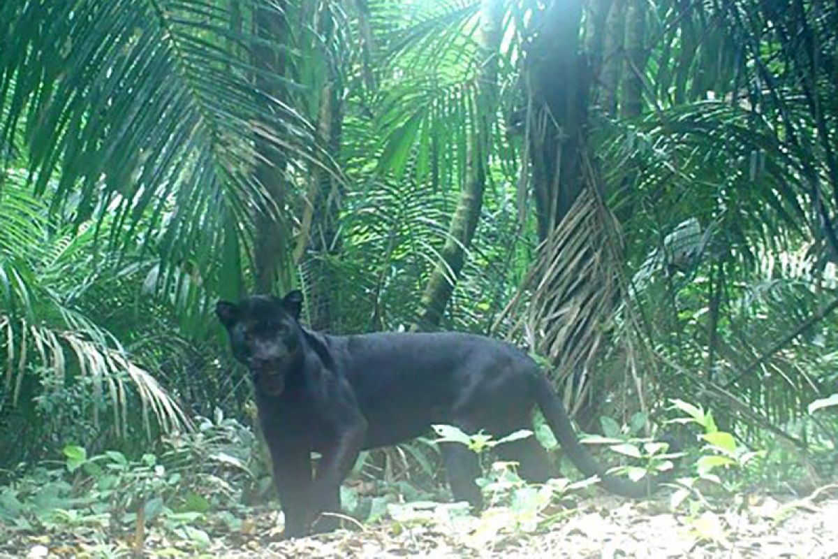 BKSDA: Belasan ekor macan kumbang hidup di Pulau  Nusakambangan