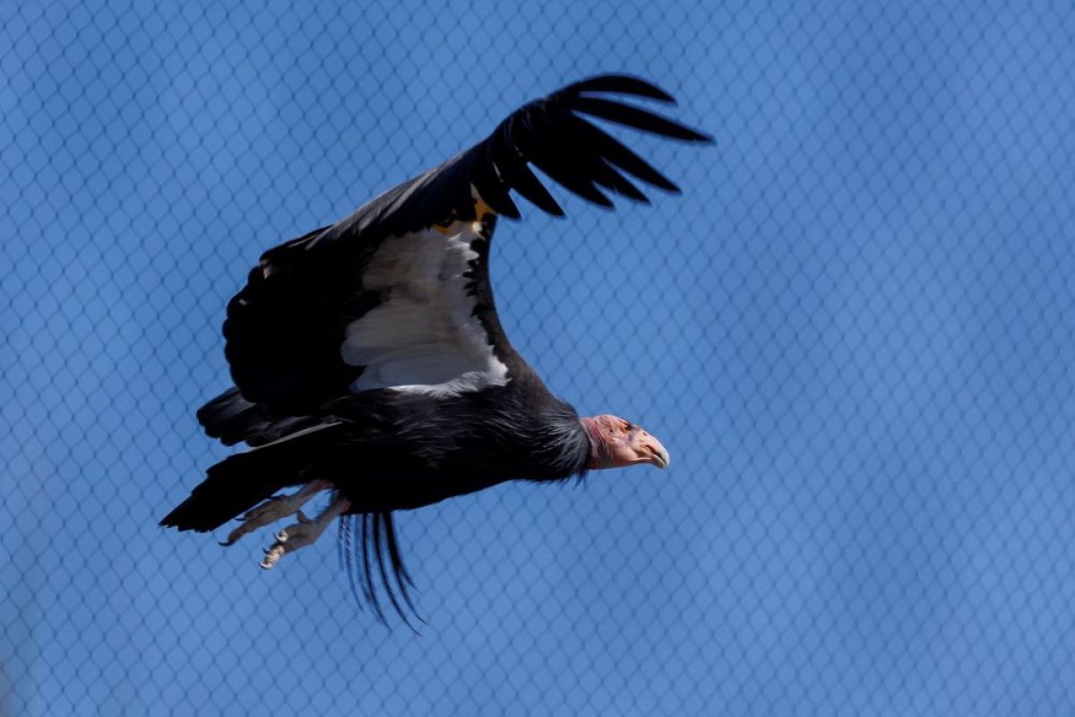 Studi: Burung kondor bisa berkembang biak tanpa kawin