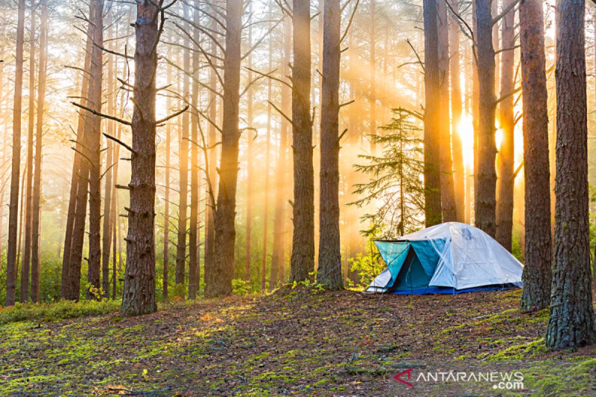 Ditemukan, gadis Australia 4 tahun hilang di hutan