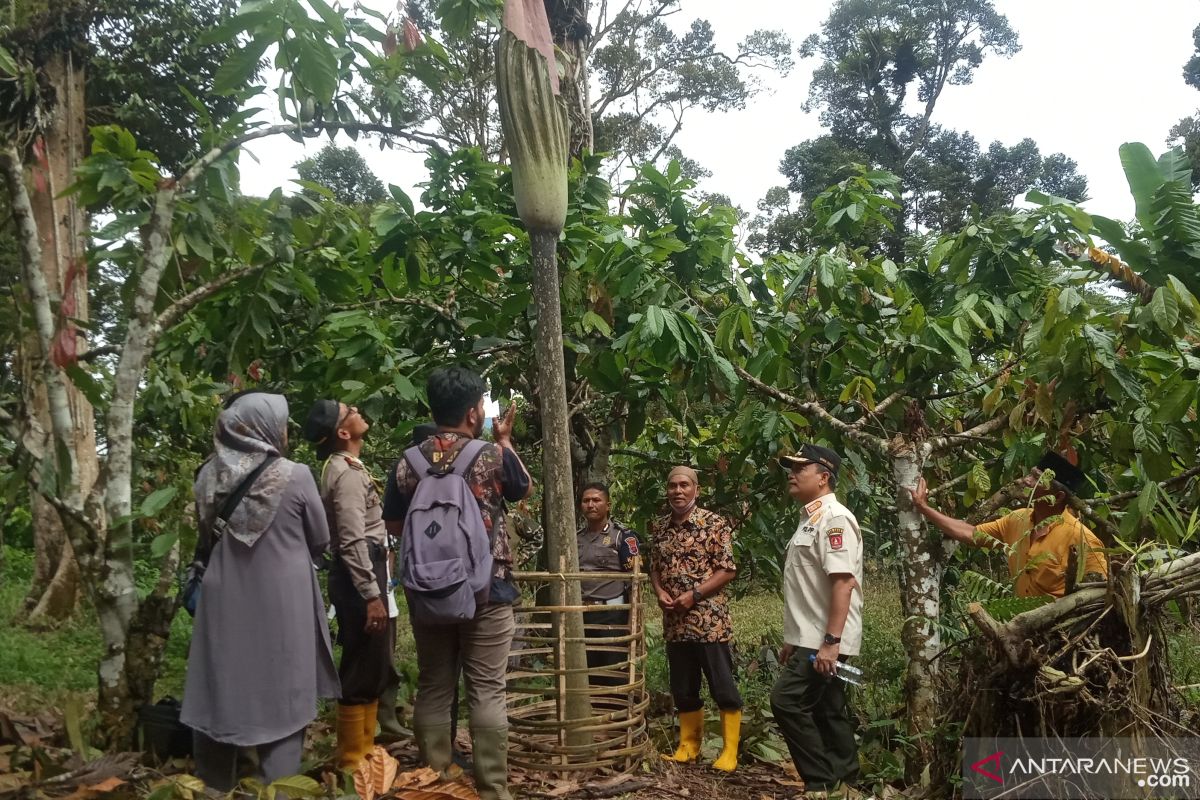 Wakil Bupati Agam klaim bunga bangkai di Koto Malintang tertinggi