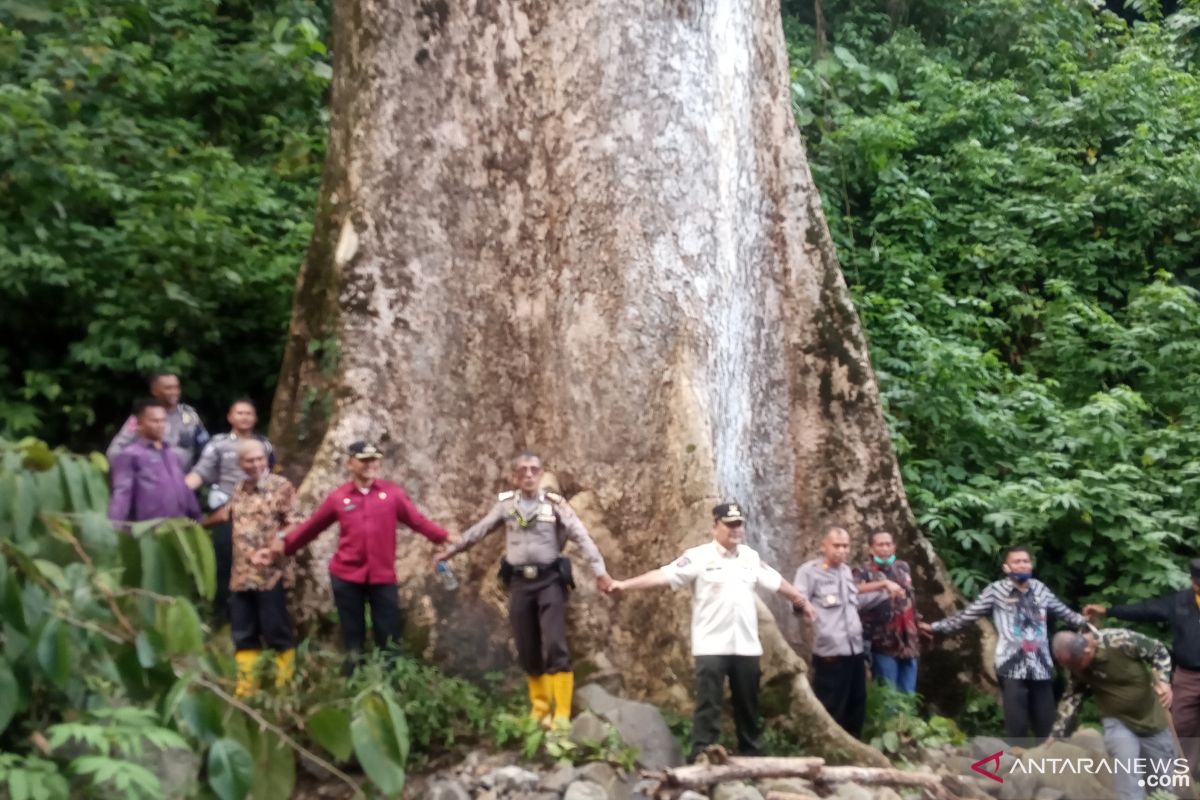 Pohon besar di Koto Malintang Agam bisa dikembangkan sebagai kampus alam