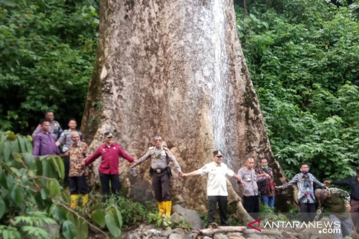 Pohon besar di Koto Malintang bakal bisa dikembangkan menjadi wisata