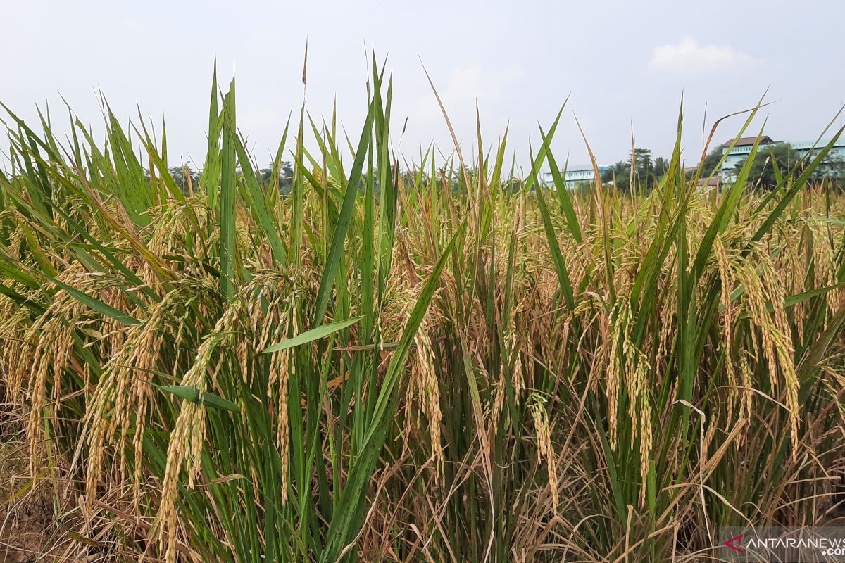 Penangkaran benih padi di Tangerang penuhi kebutuhan petani